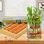 send lucky bamboo plant and 1kg desi ghee laddu delivery